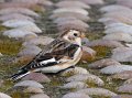 snow bunting1